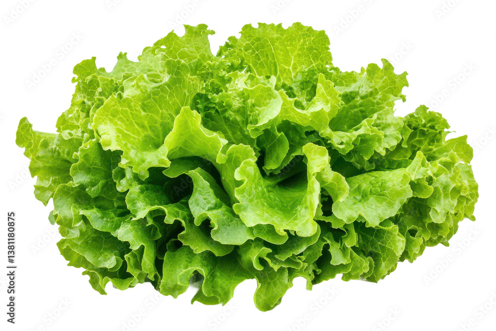 Fresh Green Lettuce With Transparent Background Fresh Green Lettuce With Transparent Background