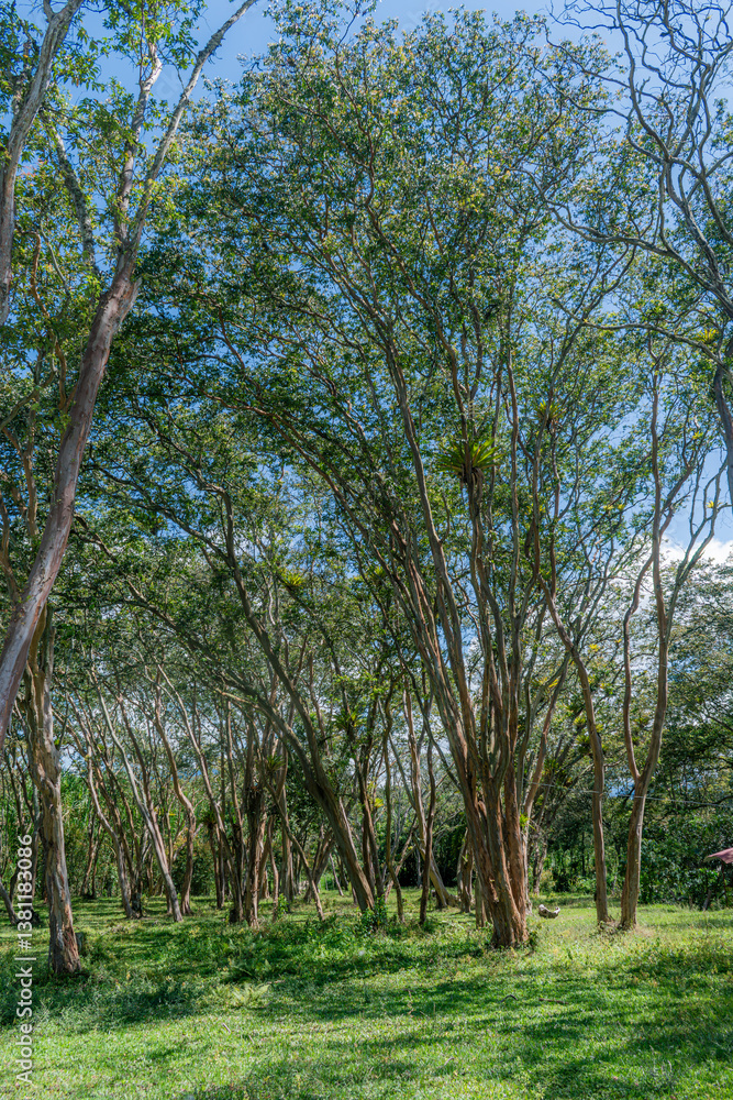 Fototapeta premium Vertical photograph of a forest of arrayán trees (Myrcianthes rhopaloides)