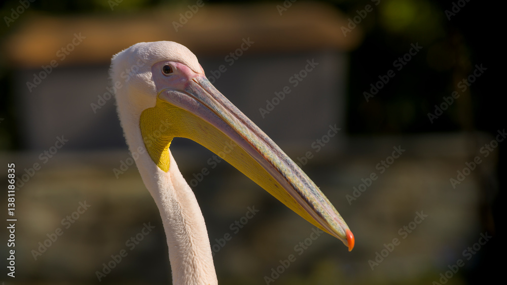 Pelikan