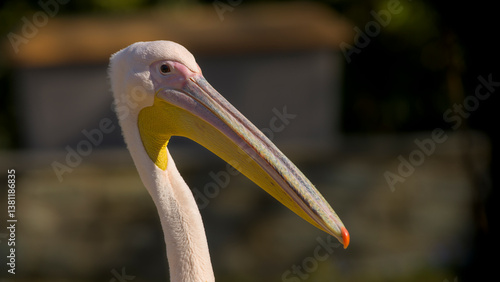 Pelikan