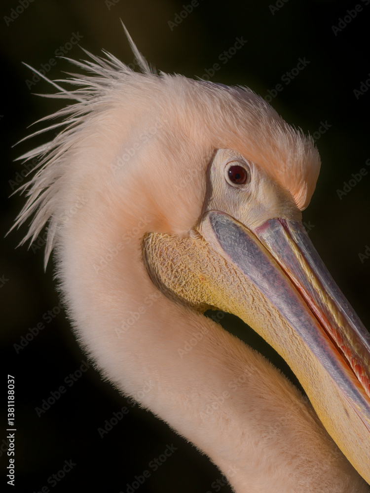 Pelikan