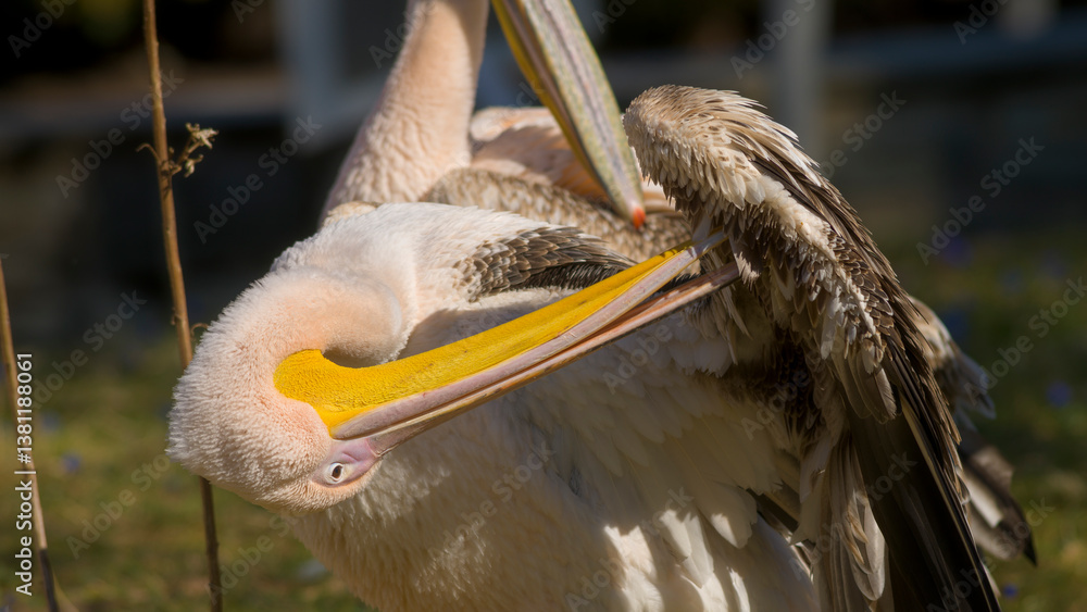 Pelikan