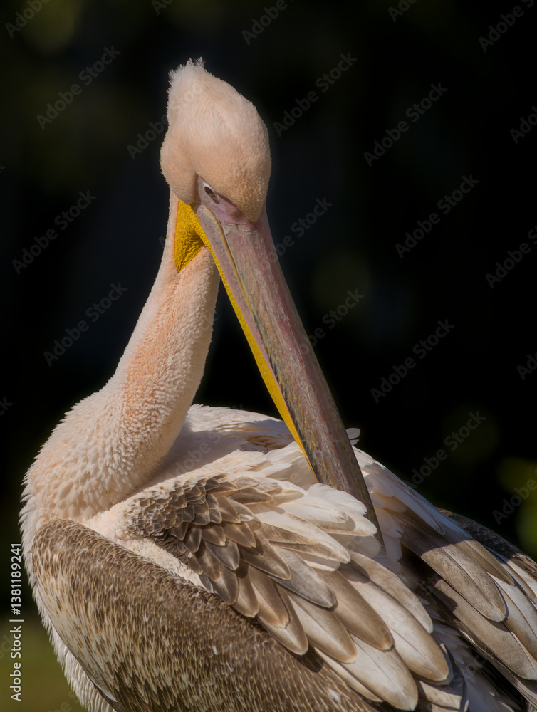 Pelikan