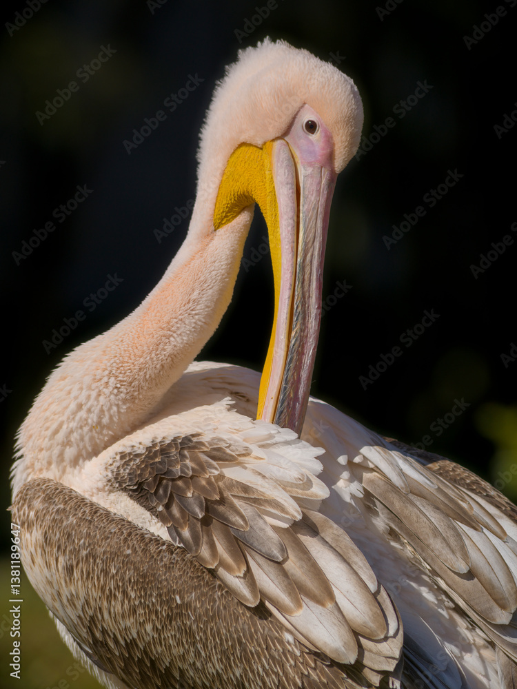 Pelikan