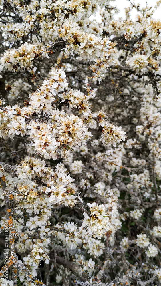 Blackthorn blossoming in spring, white flowers covering branches in tupadly, czech republic. In april Blackthorn blossoming in spring, white flowers covering branches in tupadly, czech republic. In april