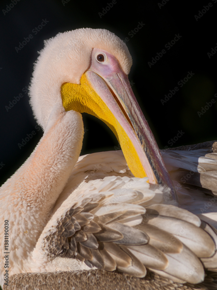 Pelikan