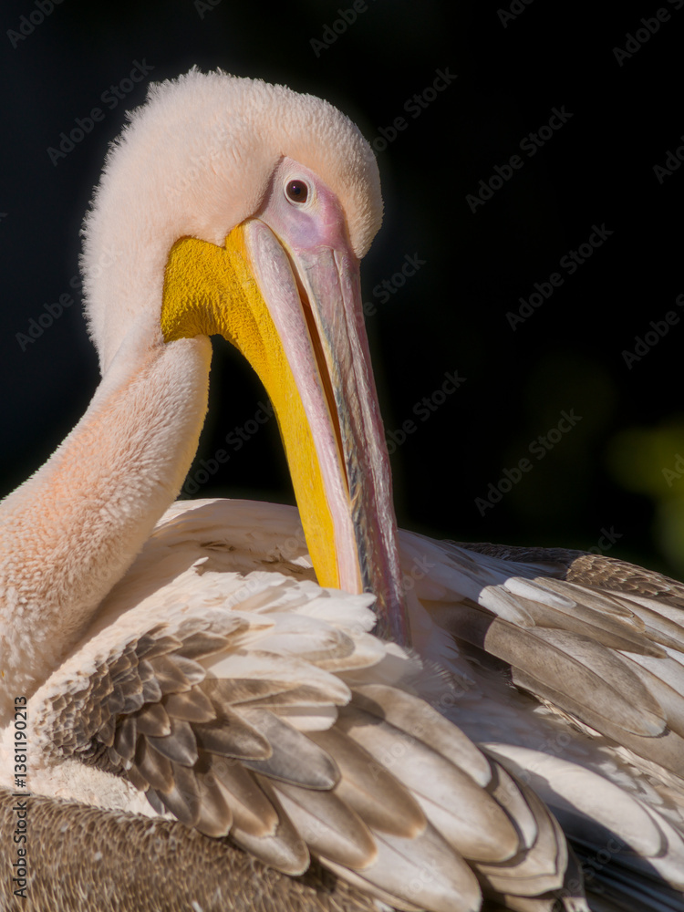 Pelikan