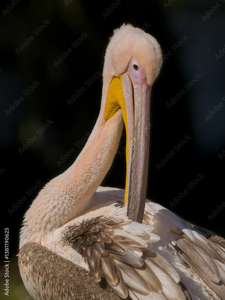 Pelikan