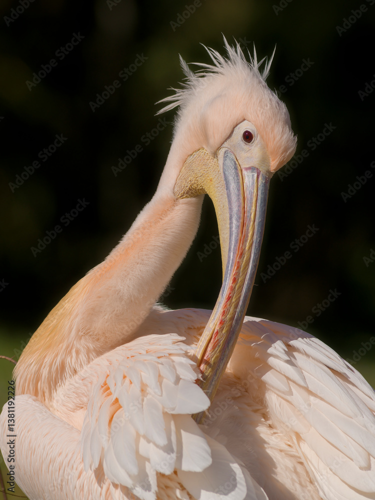 Pelikan