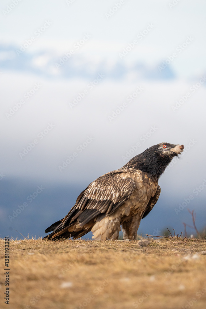Fototapeta premium Bearded Vulture (Gypaetus barbatus) photographed in Spain