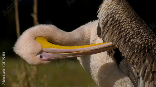 Pelikan