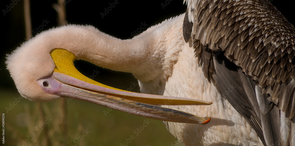 Pelikan