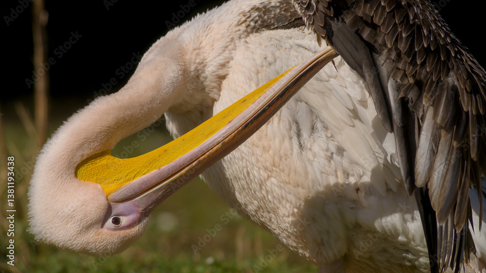 Pelikan