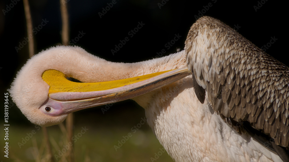 Pelikan