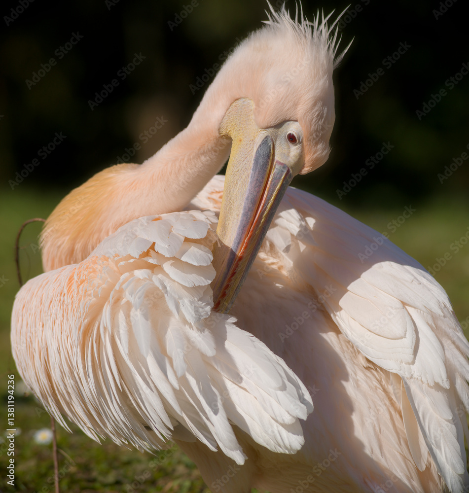Pelikan