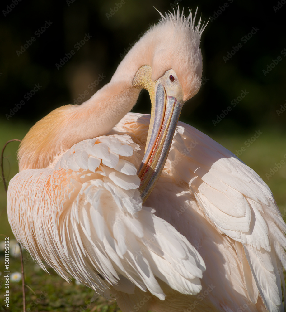 Pelikan