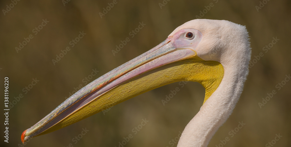 Pelikan