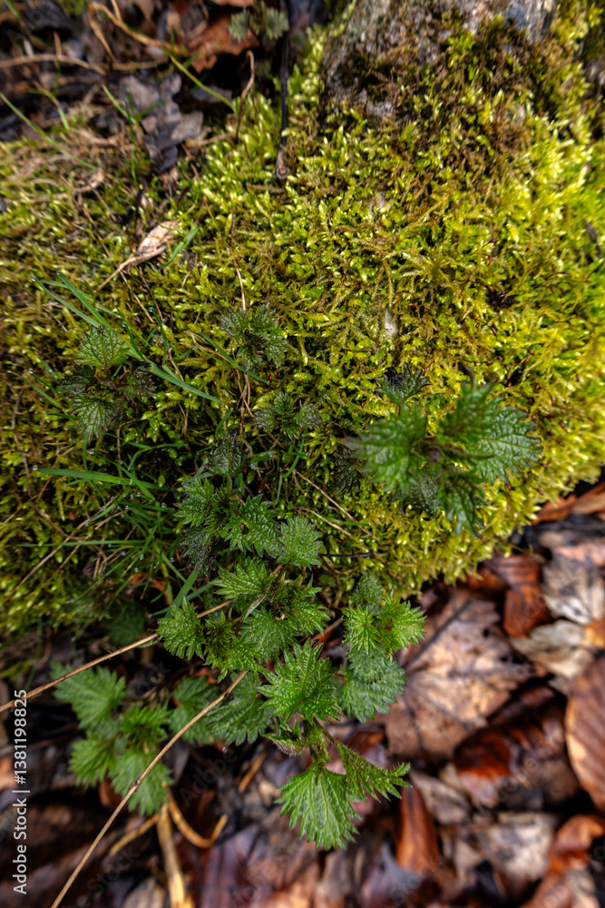 Fototapeta premium green moss on the stone