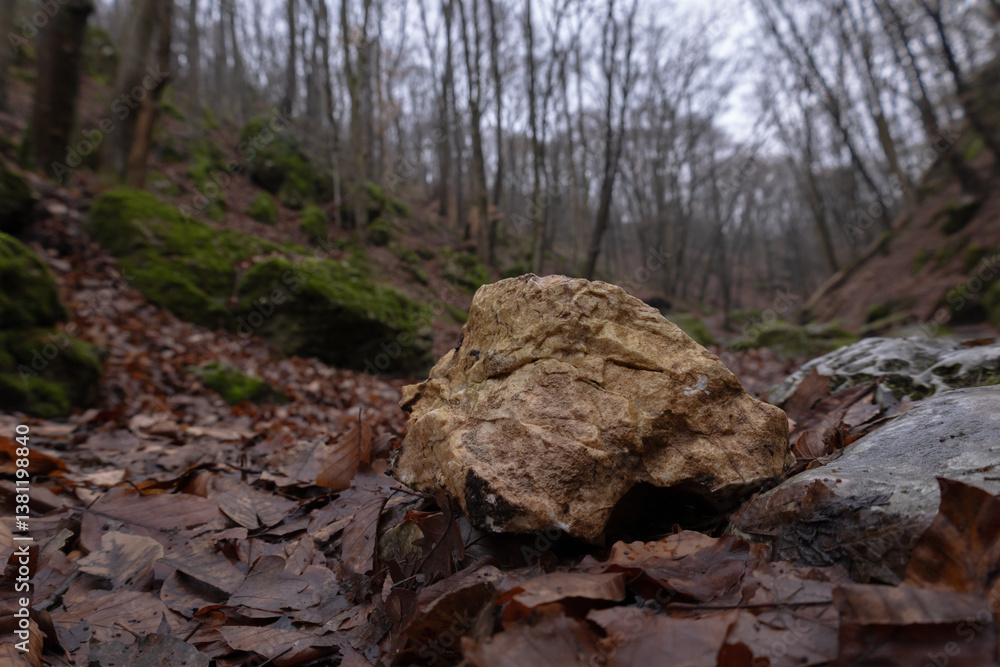 stone in the forest stone in the forest
