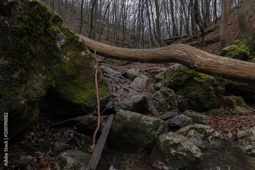 tree on the rocks