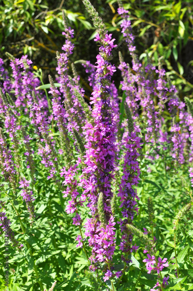 Lythrum salicaria grows on the riverbank and in wet places Lythrum salicaria grows on the riverbank and in wet places