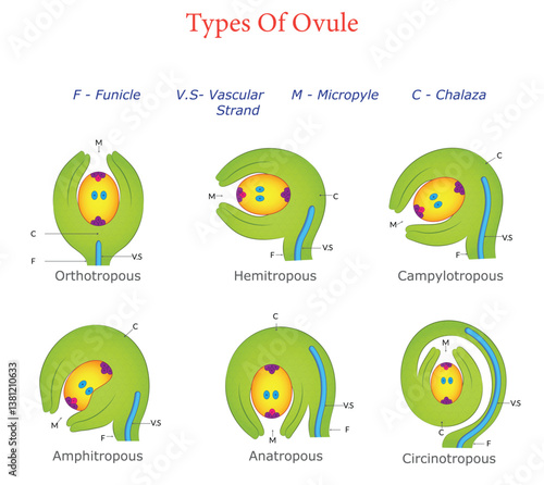 Six Types of Ovules Illustrated Classification and Structure