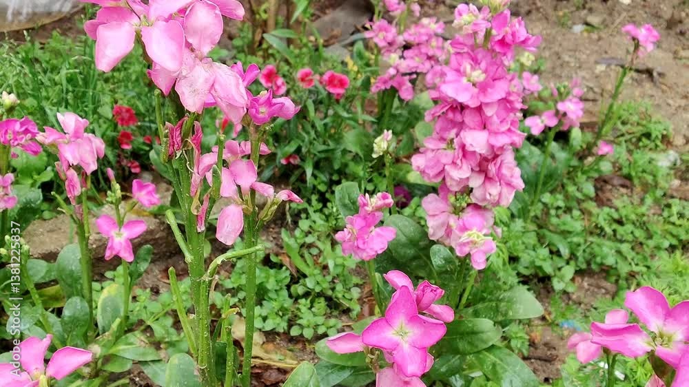 Hoary stock, Matthiola incana or Matthiola longipetala flowers video footage Hoary stock, Matthiola incana or Matthiola longipetala flowers video footage