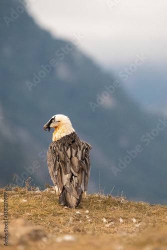 Bearded Vulture (Gypaetus barbatus) photographed in Spain