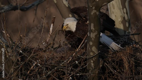 A bald eagle nest with a baby