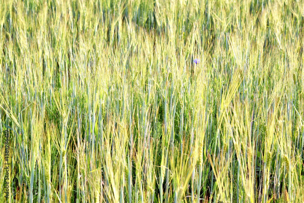 Fototapeta premium green grass in the rays of the bright morning sun