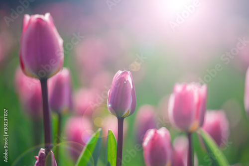 Beautiful Pink Tulips in Sunlit Spring Garden