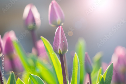 Beautiful Pink Tulips in Sunlit Spring Garden
