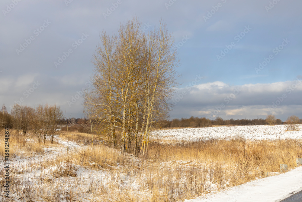 Tree with yellow leaves stands in a field of snow Tree with yellow leaves stands in a field of snow