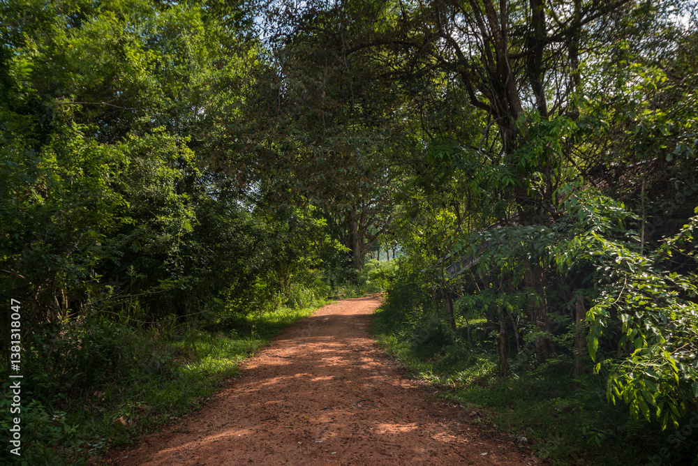 Naklejka premium Trail in a jungle zone in a natural area of Sri Lanka.