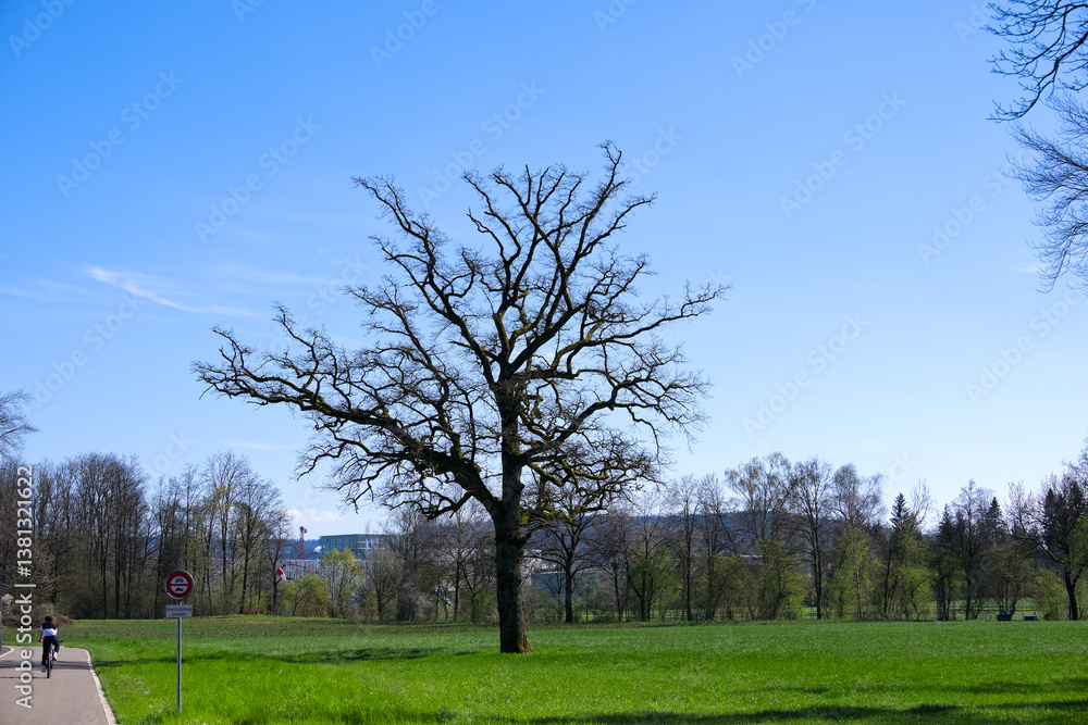 Scenic view of rural landscape with beautiful bare tree on a sunny spring day near the Swiss Airport Zürich Kloten. Photo taken April 3rd, 2025, Zurich Kloten, Switzerland. Scenic view of rural landscape with beautiful bare tree on a sunny spring day near the Swiss Airport Zürich Kloten. Photo taken April 3rd, 2025, Zurich Kloten, Switzerland.
