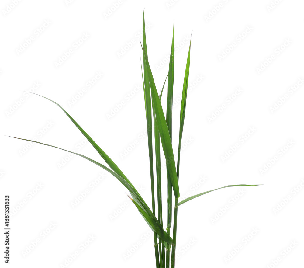 Green grass, reed isolated on white background and texture, clipping path Green grass, reed isolated on white background and texture, clipping path