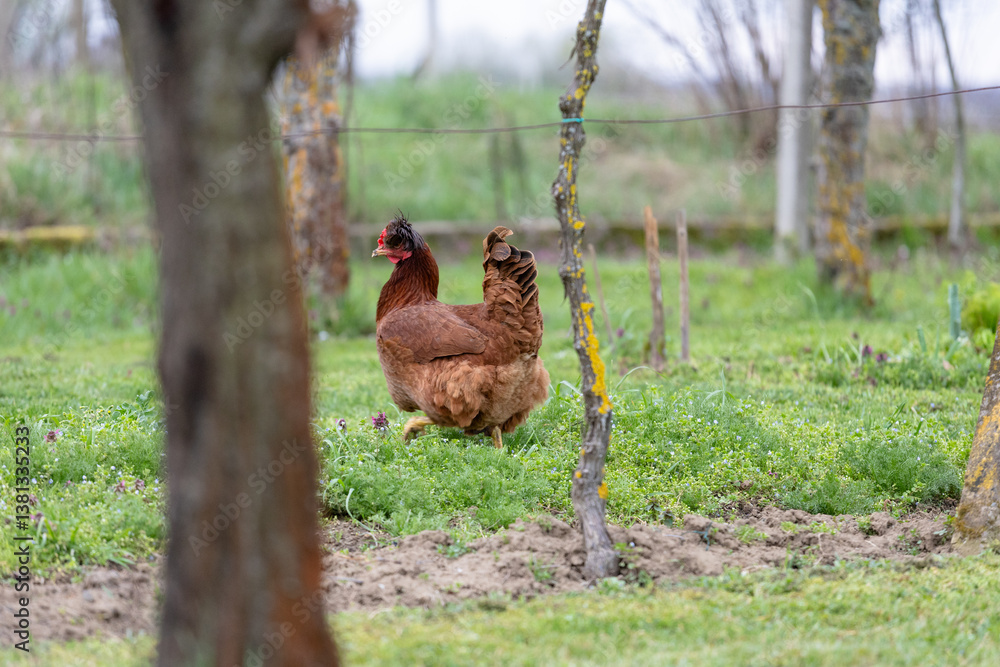 Fototapeta premium Brown Chicken Walking Through a Green Grassy Field in a Rural Setting