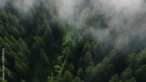 Drone aerial video with the fog running over pine trees in Black Forest, Germany
