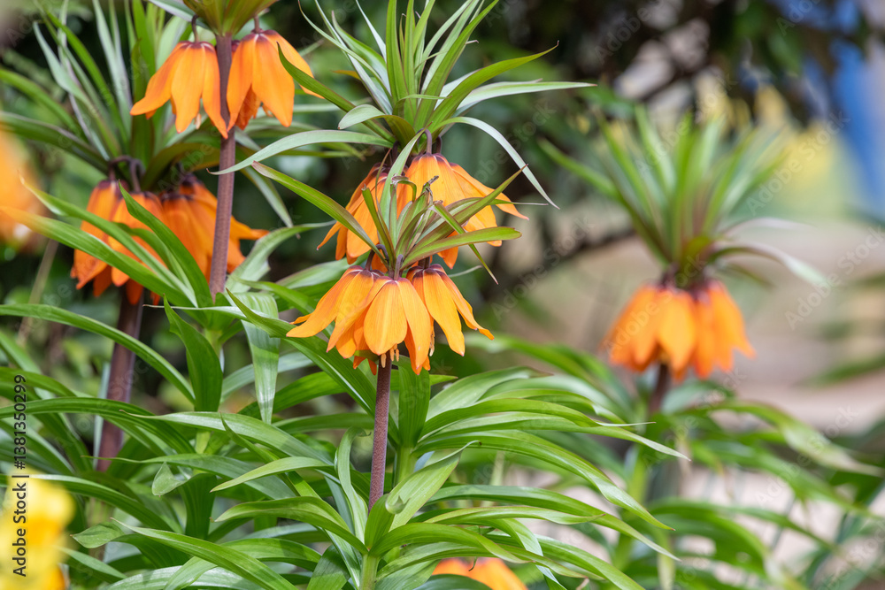 Close up of imperial fritillary (fritillaria imperialis) flowers in bloom Close up of imperial fritillary (fritillaria imperialis) flowers in bloom