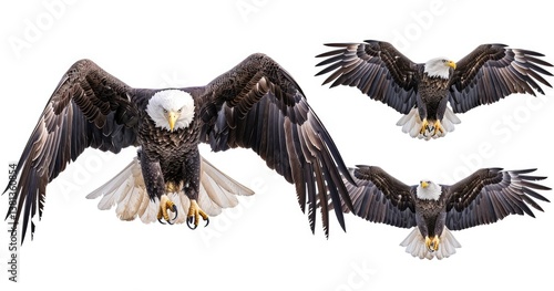 3 different realistic bald eagle images on a white background, flying and sitting in flight positions, looking at the camera, head closeups