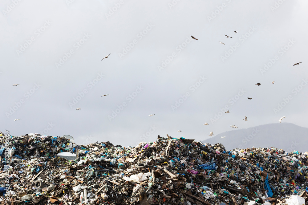Many birds over a large garbage dump