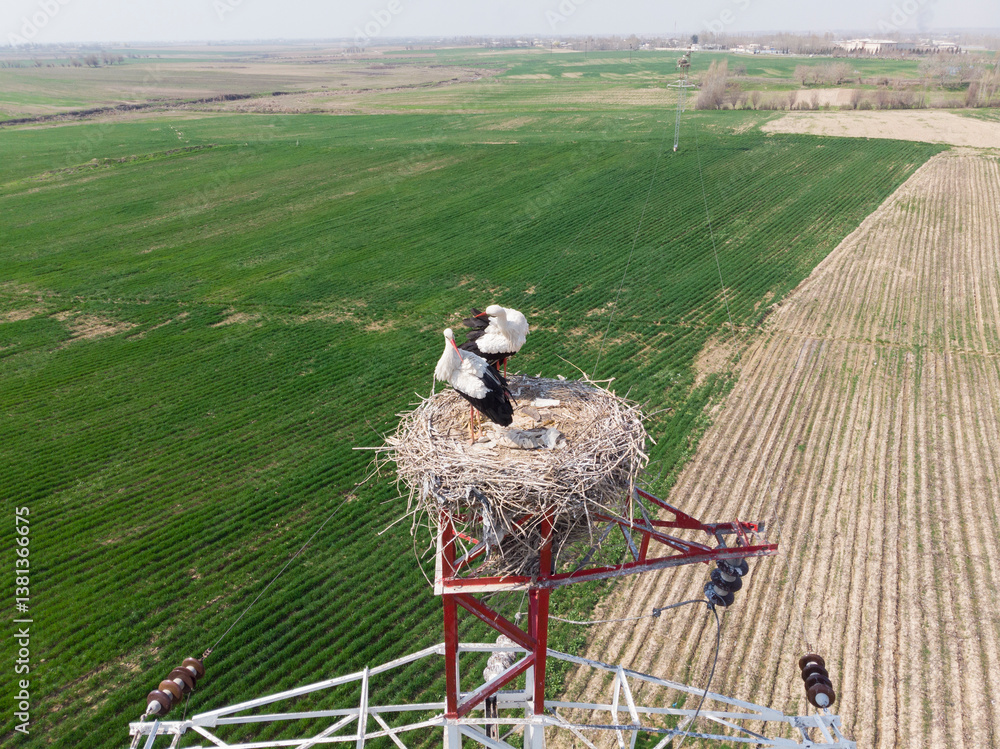 White stork nests on a pole, filmed from a quadcopter, close up. Uzbekistan