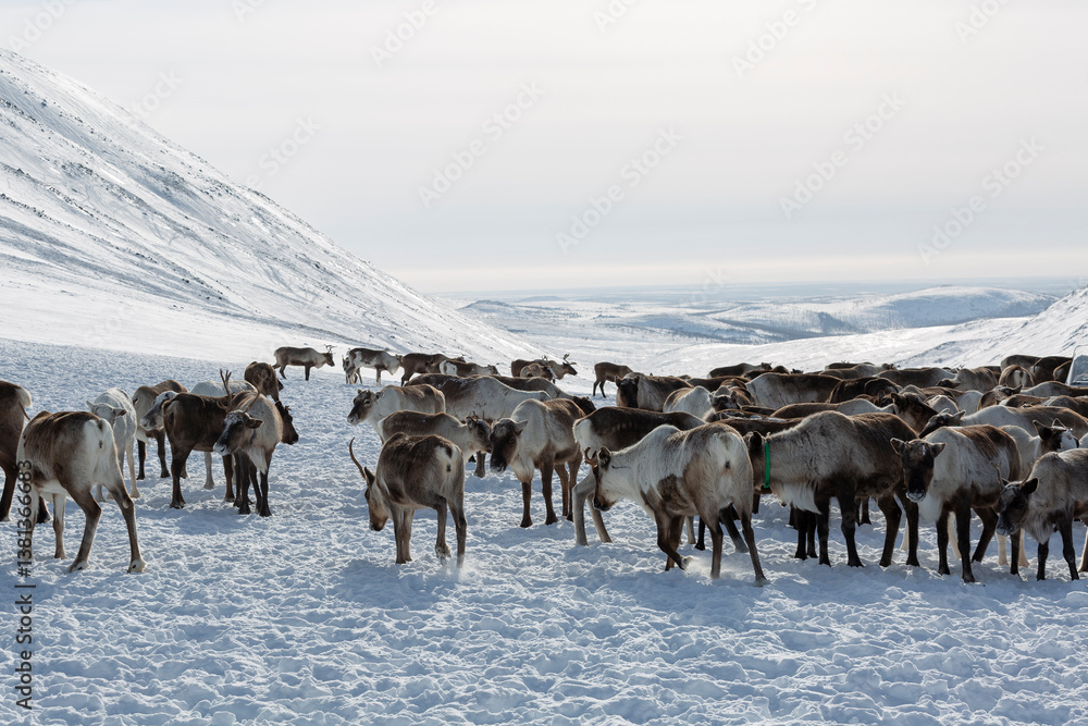 large herd of reindeers in winter, Yamal, Russia