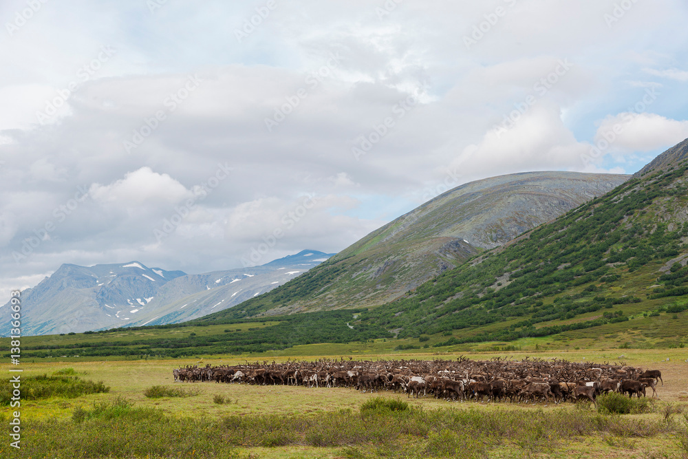 Big herd of reindeers in summer, Yamal, Russia