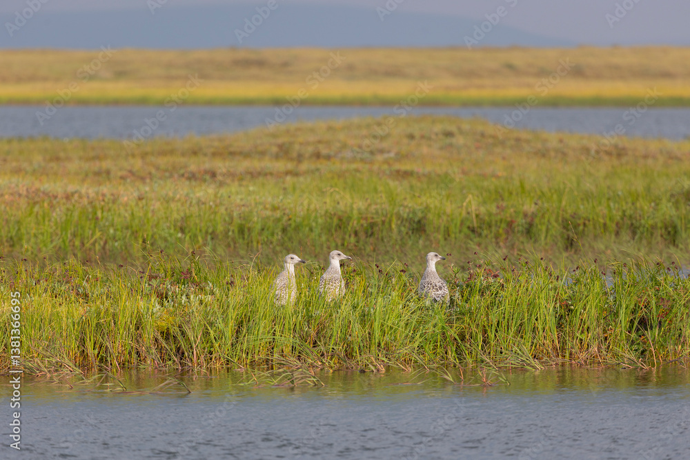 Three seagull chicks in the grass, Yakutia