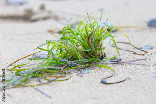 Obraz na płótnie Seaweed washed up on the shore by a storm, close-up w salonie