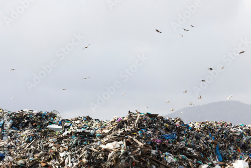 Obraz na płótnie Many birds over a large garbage dump w salonie