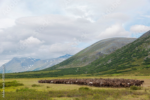 Obraz na płótnie Big herd of reindeers in summer, Yamal, Russia w salonie
