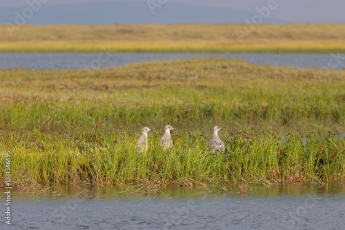 Obraz na płótnie Three seagull chicks in the grass, Yakutia w salonie