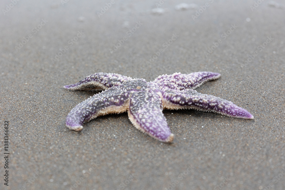 Amur starfish washed up on the sand by a storm. Kunashir. Southern Kuril Islands. Russia